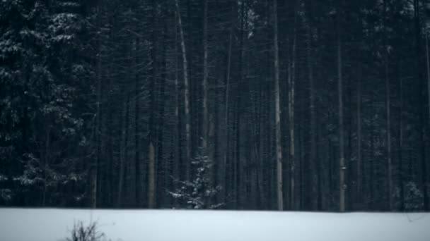 雪に覆われた森林の木々の風光明媚な眺め — ストック動画
