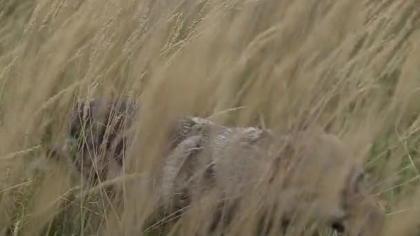 Живописный Вид Серой Собаки Пшеничном Поле Селективная Фокусировка — стоковое видео