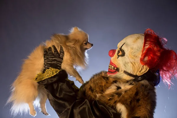 Gruseliger Clown Fell Hält Kleinen Süßen Hund Und Posiert Vor — Stockfoto