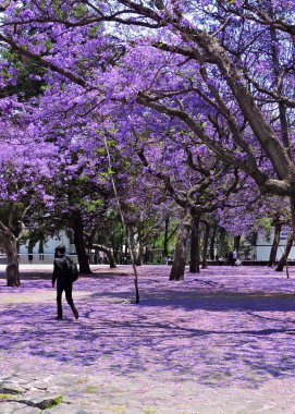 Siyah takım elbiseli bir adam mor çiçeklerle jacaranda ağaçlarından bir grup geçiyor..