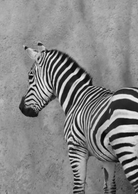 Beton doku arka planı olan bir zebranın yan yüzü.