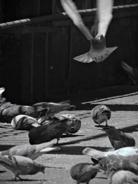 Bir grup güvercin sokakta yemek yiyip uçuyor..