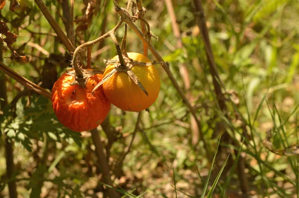Olgun organik domates Bahçe