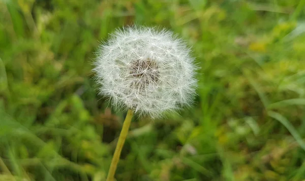 Tarlada karahindiba çiçeği