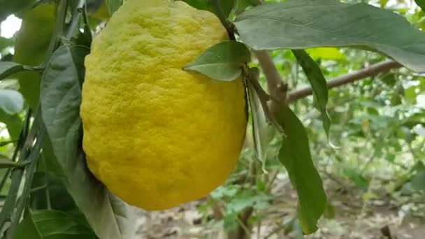 Limón Orgánico Fresco Colgado Árbol Día Soleado — Vídeo de stock