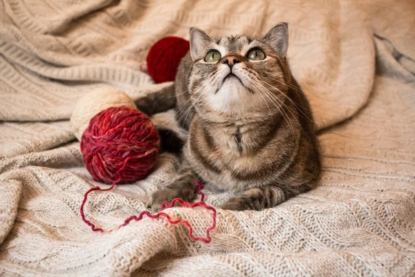 Kahverengi çizgili kedi yün bej ipliklerle örülmüş bej ekosenin üzerinde yatıyor. Küçük şirin kedi..