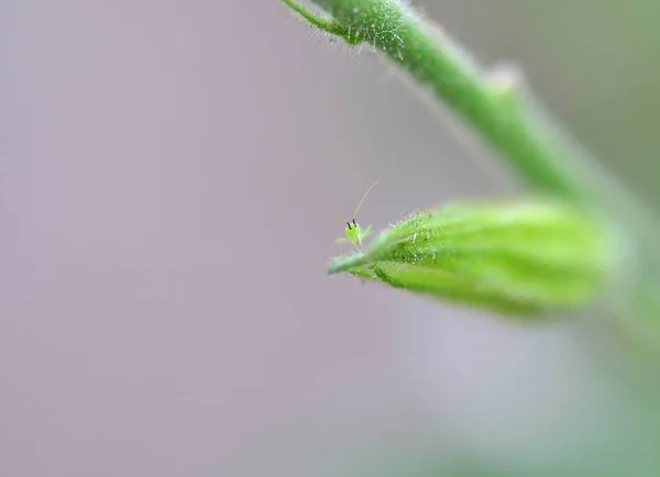 Green Small Insect Green Plant Macro — Stock Photo, Image