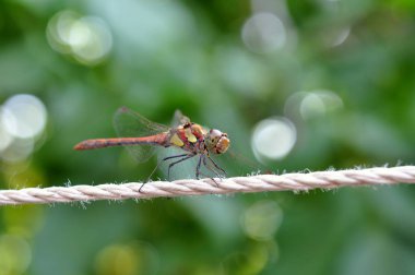 Yusufçuk yeşillik fonuna karşı yaz aylarında bir ip üzerinde oturur.
