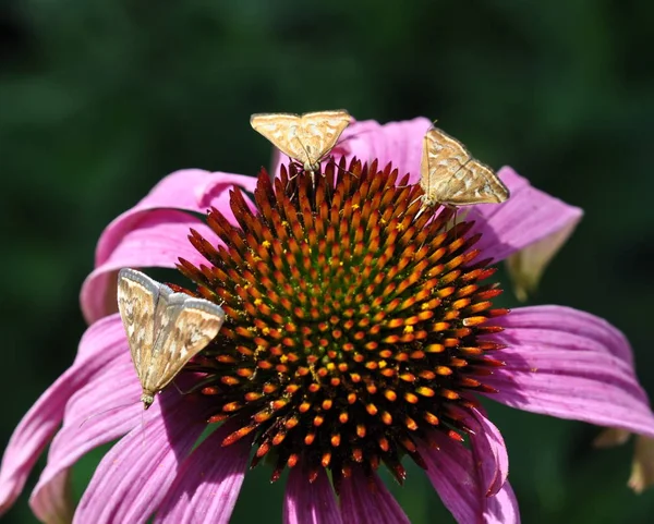Feast. Three small moths on the flower of pink Echinacea drink nectar.