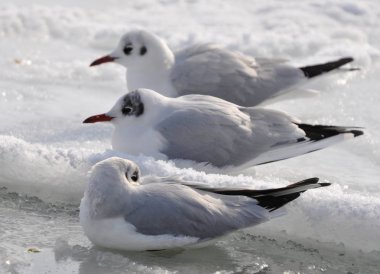 Üç donmuş martı soğukta Karadeniz'in donmuş ve karlı sularında oturuyor..