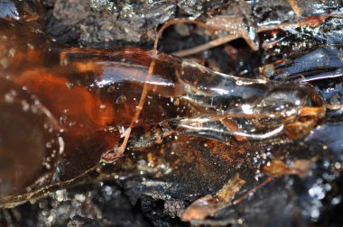 Sakız, tutkal, sertleştirilmiş reçineler, bir ağacın gövdesindeki kabuğundan sap. Resenin içinde, kuru yapraklar ve dallar. Doğal soyutlama.
