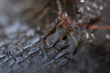 Sakız, tutkal, sertleştirilmiş reçineler, bir ağacın gövdesindeki kabuğundan sap. Kırık reis. Kuraklığın etkisi. Çatlaklar, kort, timsah derisi. Doğal soyutlama.