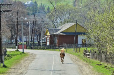 Akan yeleli bir at köyde yol boyunca koşar. Yol kenarında sütunlar, evler, ahşap çitler vardır. Erken ilkbahar, yeşil çimenler ve ağaçlar.