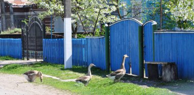 Mavi ahşap uzun çit. Kapıda ahşap bank. Yürüyüşten eve gelen üç kaz. Ahşap ve metal kapılar. Kırsal peyzaj, erken ilkbaharda bahçede çiçekli ağaçlar.