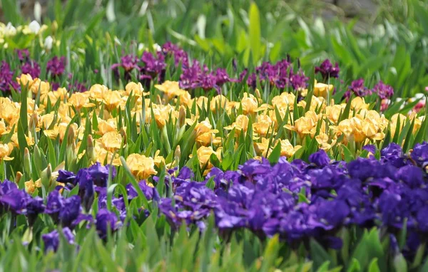 Arsa farklı çeşitlerin parlak cüce irises çiçeklenme ile dikilir. Bahar.