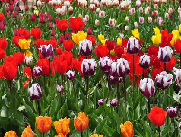 The plot is planted with blooming bright tulips of different varieties. Spring.