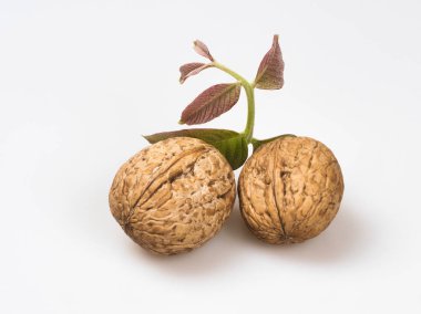 Bir sprig ve ceviz yaprakları ile iki ceviz clo