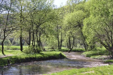 Erken ilkbaharda yeşil otlar ve ağaçlar arasında ormanda akan nehir.