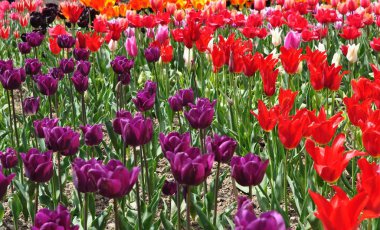 Arsa farklı çeşitlerin parlak laleler çiçeklenme ile dikildi. Grup dikim - kırmızı, mor, pembe, turuncu, sarı, beyaz çiçekler. Bahar.