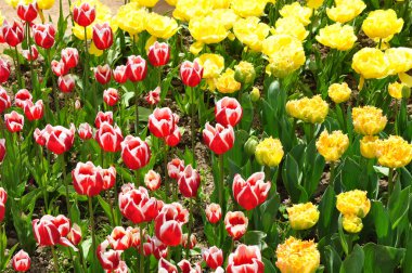 Kırmızı-beyaz ve sarı havlu bir grup dikim saçaklı lale ile.