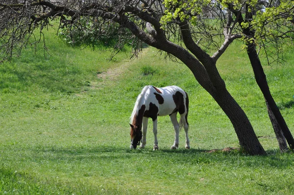 stock image White horse with brown spots grazes on the green grass under the trees in spring.