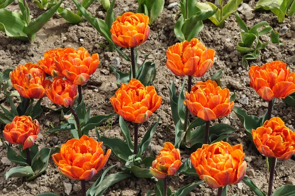 Plot planted with blooming bright orange peony tulips. Spring, sunny day.