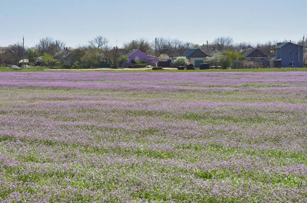 A large lavender field, followed by lilac and green houses. The field is sown with a plant that blooms lilac flowers.