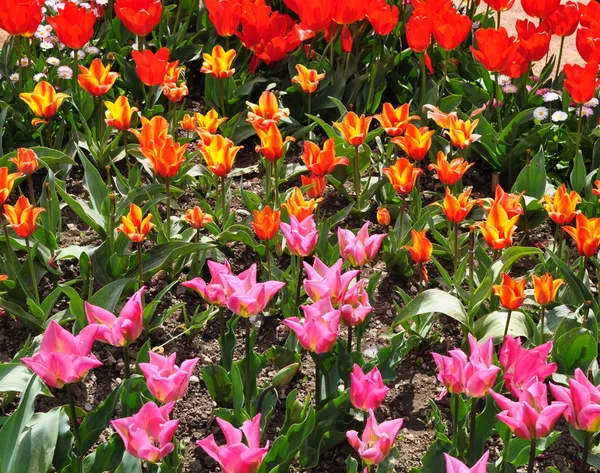 Plot planted with blooming bright tulips of different varieties. Yellow, pink and red tulips in group plantings. Spring.