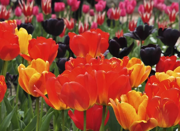 Plot planted with blooming bright tulips of different varieties. Yellow, red, black, orange, pink, tulips in group plantings. Spring.