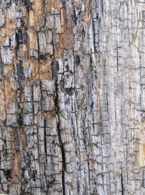 Doku. Eski ahşap. Çatlaklar, klik, toz