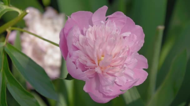 Pink bazsarózsa (Paeónia)-egy évelő cserje a kertben közeli. — Stock videók
