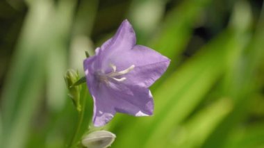 Çok yıllık bitki Bellflower (Campnula) rüzgarda sallanan mor renk
