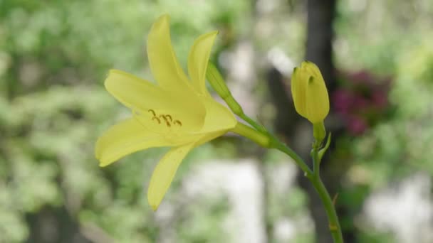 Évelő növény daylily Yellow (Hemerocllis llioasphodlus) a kertben — Stock videók