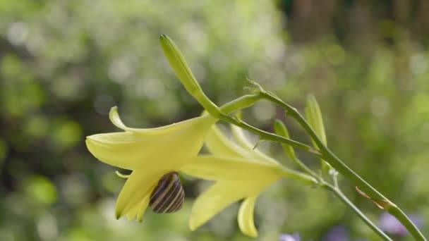 Na flor do amarelo-claro (Hemerocllis llioasphodlus) senta-se um caracol . — Vídeo de Stock