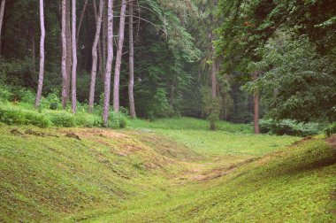 Orman içi, çim kaplı, iğne yapraklı ve yaprak döken ağaçlarla çevrili. Yaz günü.