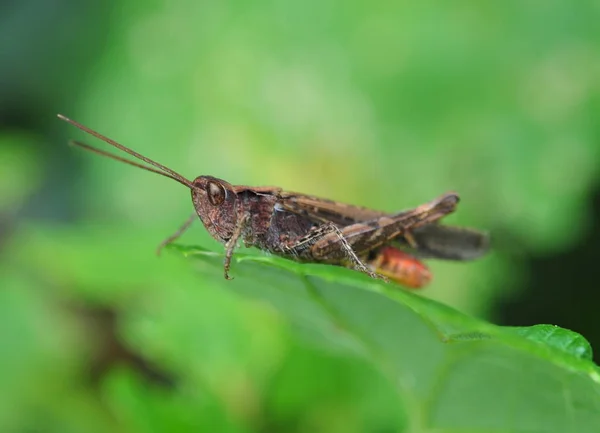 Brown Locust Sits Green Leaf Summer Garden Close — Stock Photo, Image