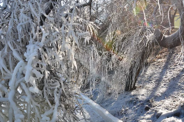 Iced tree branches in winter in the sun