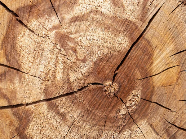 Cracks in the wood. Cross section of the tree. Rings on the stum