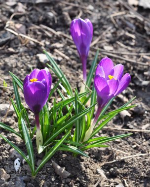 İlk parlak bahar çiçekleri crocuses (Crocus) menekşe vardır. 