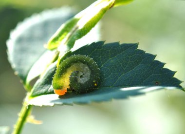 Küçük tırtıl kuşburnu yaprağına kıvrılmış.. 