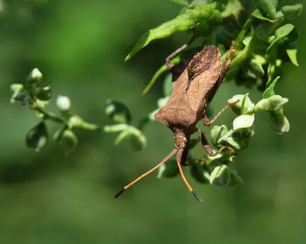 Bug (Heteroptera) no jardim em um ramo de plantas close-up — Fotografia de Stock