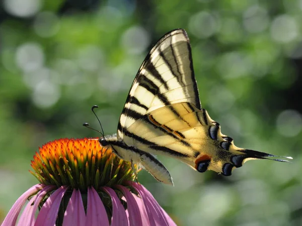 Schmetterling podalirium (iphiclides podalirius), im Gegenlicht der Sonne — Stockfoto