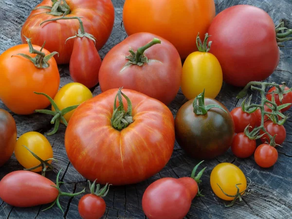 Tomaten in verschiedenen Farben und Formen. — Stockfoto