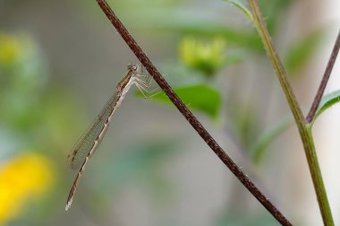 Yusufçuk rudbeckia bir sap üzerinde oturur.