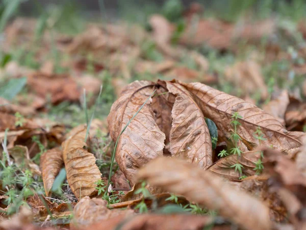 Gefallene Herbstblätter im grünen Gras. — Stockfoto