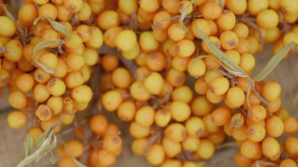 Gałąź Rokitnika Rozrzuconych Pomarańczowymi Jagodami Leży Drewnianej Powierzchni Jasna Jesienna — Wideo stockowe