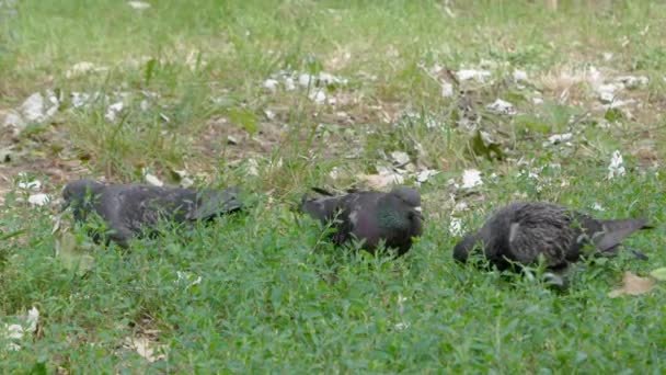 비둘기는 공원에서 무성한 잔디를 먹는다 따뜻한 화창한 — 비디오