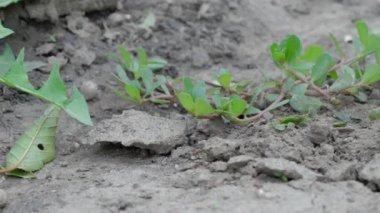 Karıncalar yakalanan yumurtaları garip bir karınca yuvasından kendi yumurtalarına taşırlar. Karıncalar ot ve taşlar arasında yumurta taşırlar..