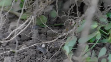 Kırmızı karıncalar kökleri, toprak ve bitkiler arasında hapsedilmiş yumurta taşırlar. Rüzgarlı gün.