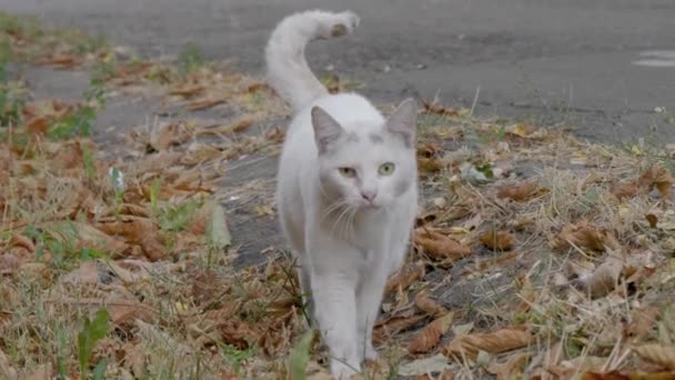 Un chat blanc marche le long de la rue, le long des feuilles jaunes d'automne. Il s'assied et regarde attentivement .